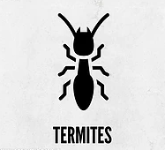 Termite Control